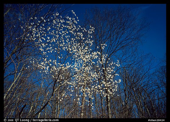 Tree in bloom amidst bare trees, afternoon. Shenandoah National Park (color)