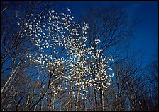 Tree in bloom amidst bare trees, afternoon. Shenandoah National Park, Virginia, USA. (color)