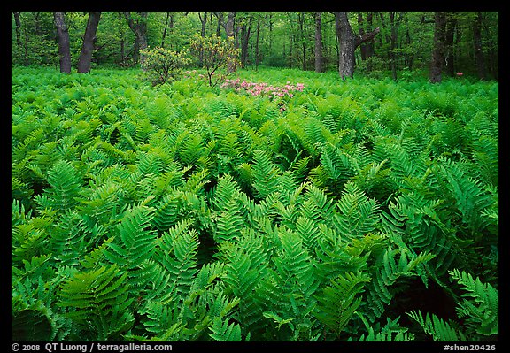 Ferns and flowers in spring. Shenandoah National Park, Virginia, USA.