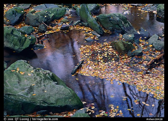 Reflexions of trees in a creek with fallen leaves. Shenandoah National Park (color)