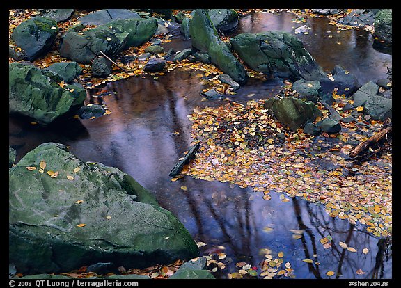 Reflections of trees in a creek with fallen leaves. Shenandoah National Park, Virginia, USA.