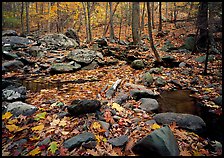 Forest floor, boulders, and trees in fall. Shenandoah National Park, Virginia, USA.