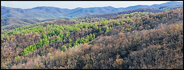 Hillside in early spring with some trees leafing out. Shenandoah National Park (Panoramic color)