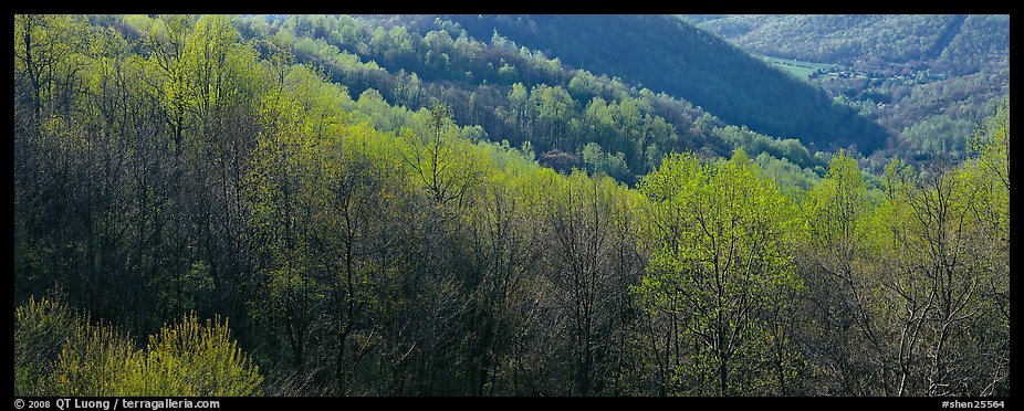 Trees with first spring leaves on hill. Shenandoah National Park (color)