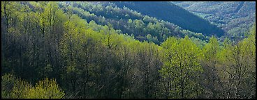 Trees with first spring leaves on hill. Shenandoah National Park (Panoramic color)