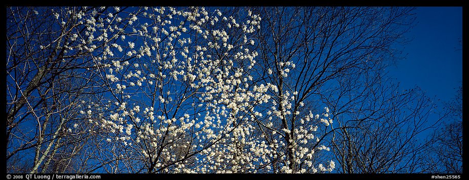 Early blooming tree amongst bare forest. Shenandoah National Park (color)