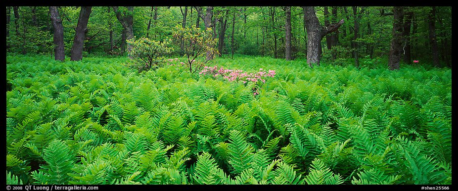 Tender green ferns and pink flowers in spring forest. Shenandoah National Park, Virginia, USA.