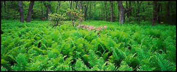 Tender green ferns and pink flowers in spring forest. Shenandoah National Park (Panoramic color)