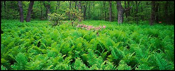 Pictures of Shenandoah