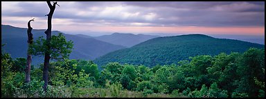 Hillside, forest and ridges in early summer. Shenandoah National Park (Panoramic color)