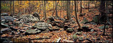 Forest scene with bright autumn leaves on the ground. Shenandoah National Park (Panoramic color)