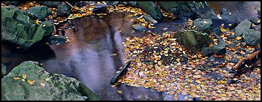 Autumn close-up of pond with fallen leaves and rocks. Shenandoah National Park (Panoramic color)