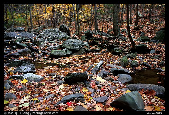 Forest floor, boulders, and trees in fall. Shenandoah National Park (color)