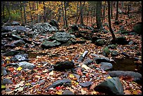 Forest floor, boulders, and trees in fall. Shenandoah National Park, Virginia, USA.