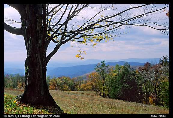 Big tree at Meadow overlook in fall. Shenandoah National Park (color)