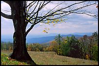 Big tree at Meadow overlook in fall. Shenandoah National Park, Virginia, USA.