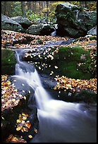 Creek and mossy boulders in fall with fallen leaves. Shenandoah National Park, Virginia, USA. (color)