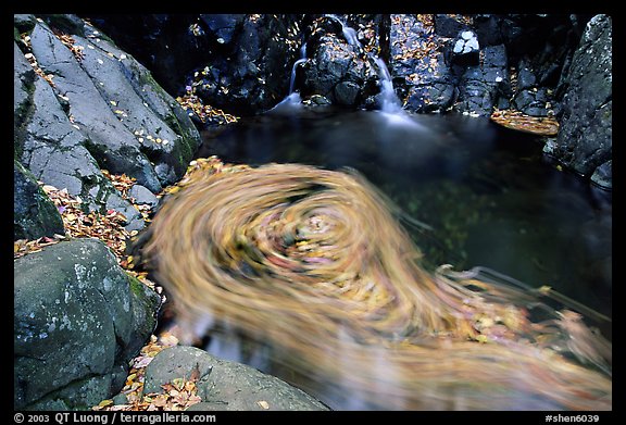 Fallen leaves spinning in  pool. Shenandoah National Park (color)