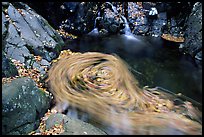 Fallen leaves spinning in  pool. Shenandoah National Park, Virginia, USA.