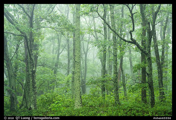 Forest in fog. Shenandoah National Park (color)