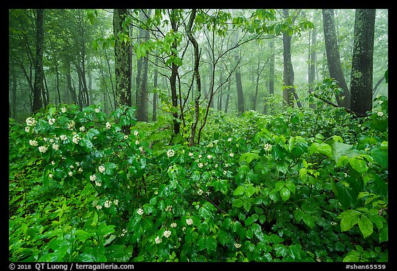 Blooms in misty forest, Compton Gap. Shenandoah National Park (color)