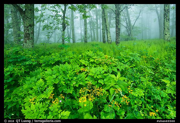 Wildflowers, forest, and fog near Little Hogback. Shenandoah National Park (color)