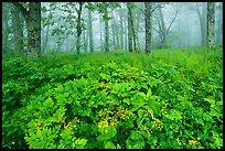 Wildflowers, forest, and fog near Little Hogback. Shenandoah National Park ( color)