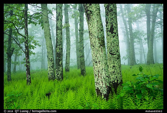 Lichen-covered tree trunks in foggy forest. Shenandoah National Park (color)