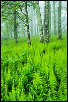 Ferns in forest with fog. Shenandoah National Park ( color)