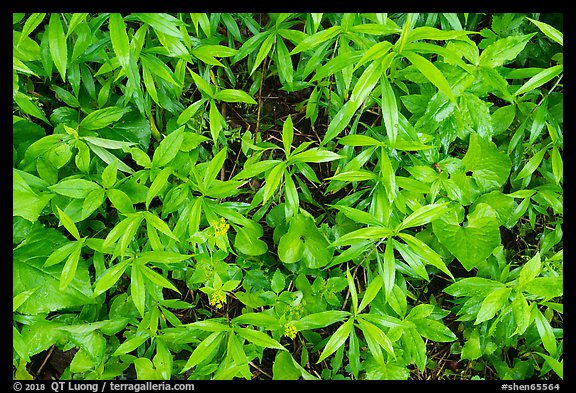 Close-up of forest undergrowth. Shenandoah National Park (color)