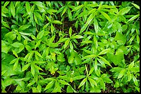 Close-up of forest undergrowth. Shenandoah National Park, Virginia, USA.