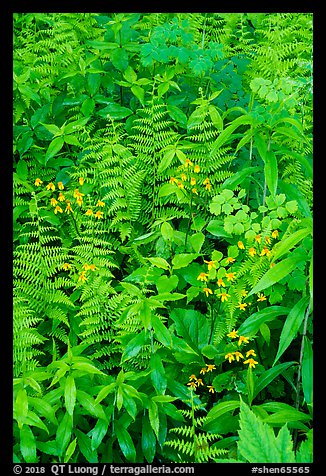 Close-up of wildflowers and ferns. Shenandoah National Park (color)