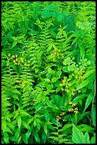Close-up of wildflowers and ferns. Shenandoah National Park ( color)
