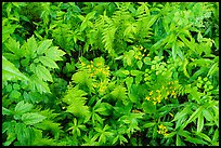 Close-up of undergrowth with wildflowers and ferns. Shenandoah National Park, Virginia, USA.