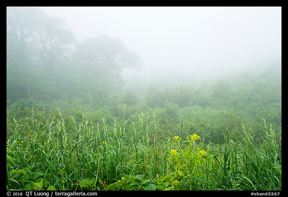 Meadow with wildflowers in fog, Little Hogback Overlook. Shenandoah National Park (color)