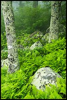 Boulders, ferns, and trees in fog. Shenandoah National Park ( color)