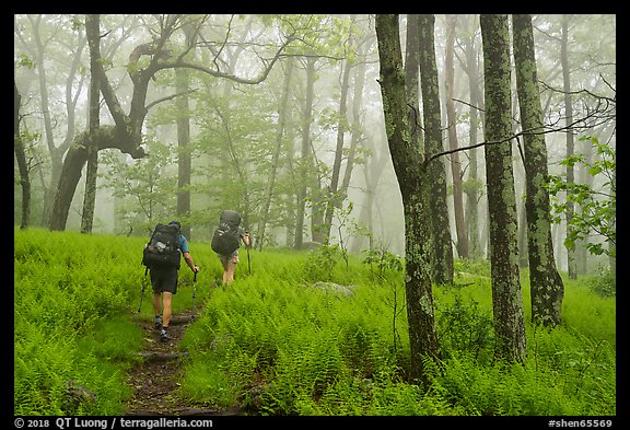Appalachian Trail backpackers in foggy forest. Shenandoah National Park, Virginia, USA.