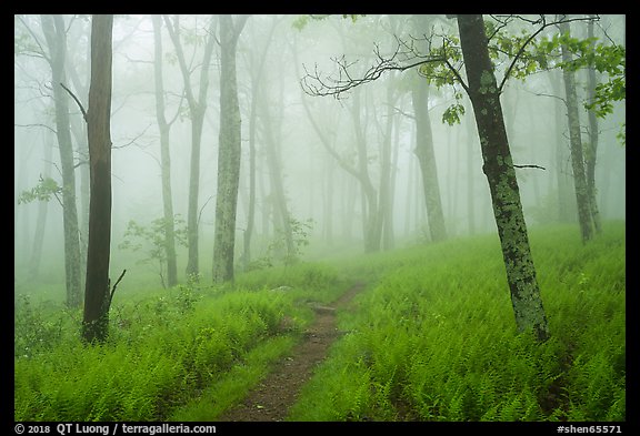 Appalachian Trail in lush forest with fog. Shenandoah National Park (color)
