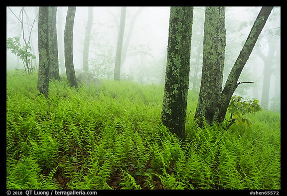 Ferns, lichen-covered trees, and fog. Shenandoah National Park (color)