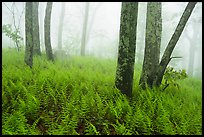 Ferns, lichen-covered trees, and fog. Shenandoah National Park ( color)
