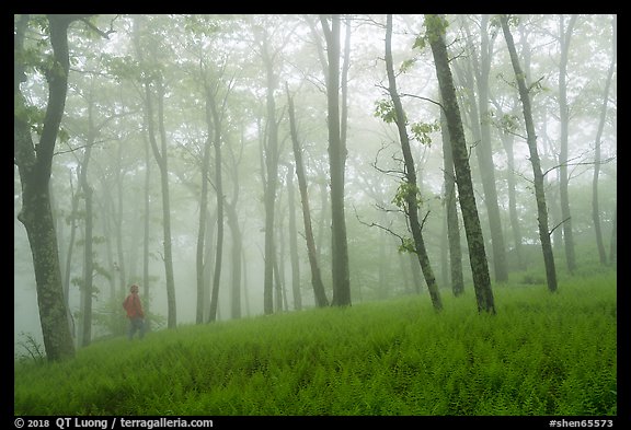 Visitor looking, misty forest. Shenandoah National Park (color)