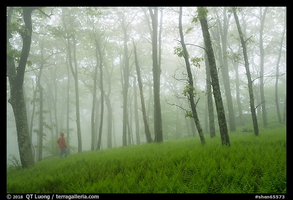 Visitor looking, misty forest. Shenandoah National Park, Virginia, USA.