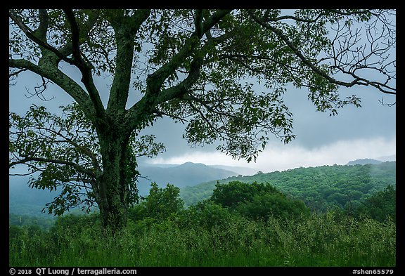 Tree and approaching storm in the spring. Shenandoah National Park (color)