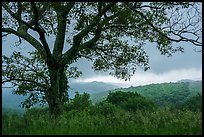 Tree and approaching storm in the spring. Shenandoah National Park ( color)