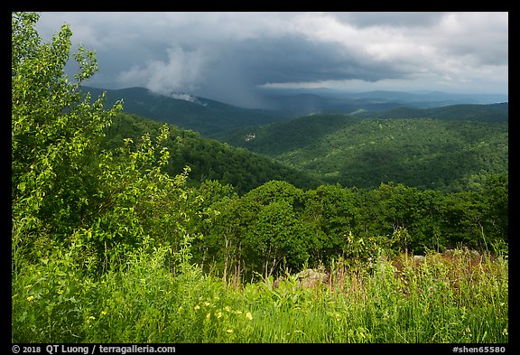 Wildflowers and hills from Duck Hollow Overlook. Shenandoah National Park (color)
