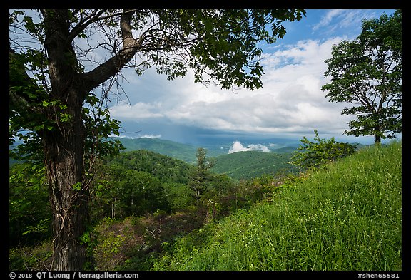 Trees framing clearing storm, Duck Hollow Overlook. Shenandoah National Park (color)