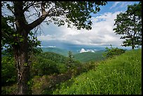 Trees framing clearing storm, Duck Hollow Overlook. Shenandoah National Park ( color)