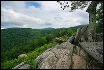 Rocky outcrop, Hazel Mountain Overlook. Shenandoah National Park ( color)