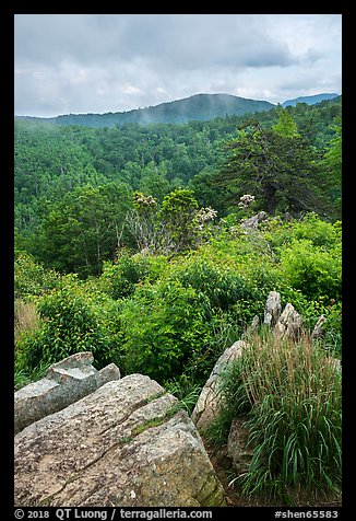 Rocks, blooms, and hills, Hazel Mountain Overlook. Shenandoah National Park (color)