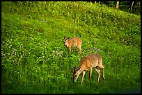 Deer near Big Meadows. Shenandoah National Park ( color)
